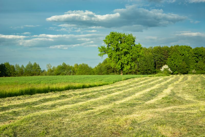 Acreage Clearing in Utah County, UT