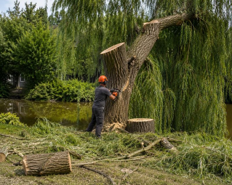 Dogwood Tree Removal in Pottstown, PA