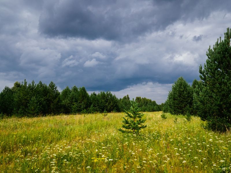 Land Clearing in Gwinnett County, GA