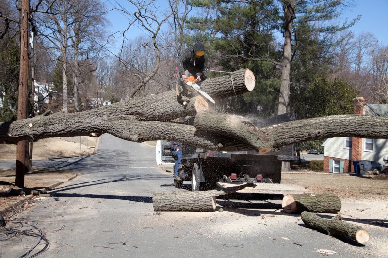 Willow Tree Removal in Allentown, PA